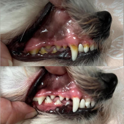 TapiTopia™ UltraClean DogBrush