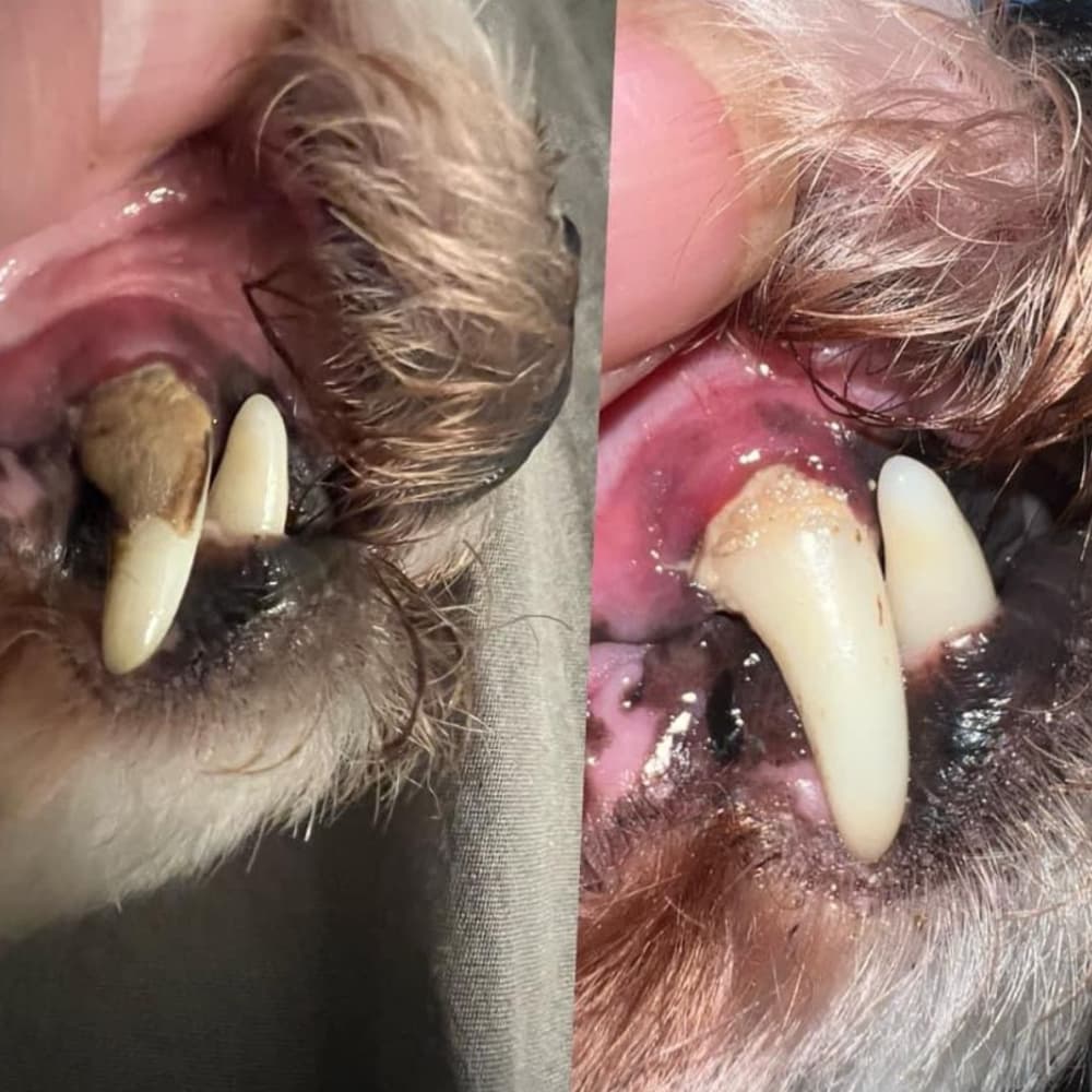 TapiTopia™ UltraClean DogBrush